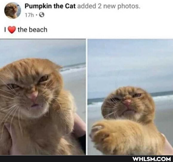 Pumpkin the Cat added 2 new photos
@ the beach