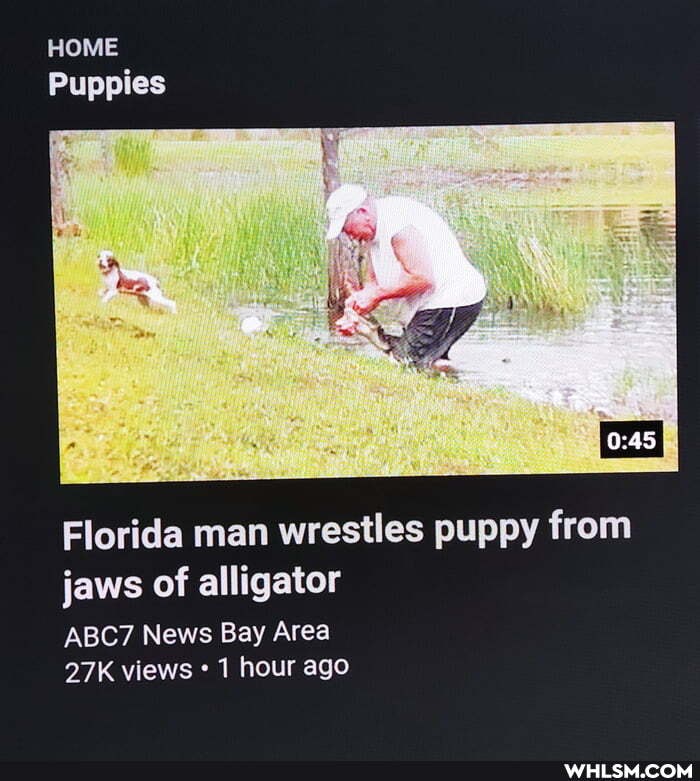 HOME Puppies
te
We
Florida man wrestles puppy from jaws of alligator
ABC7 News Bay Area views 1 hour ago