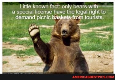 Little known fact: only bears wit= a special license have the legal right to demand special picnic baskets from tourists.