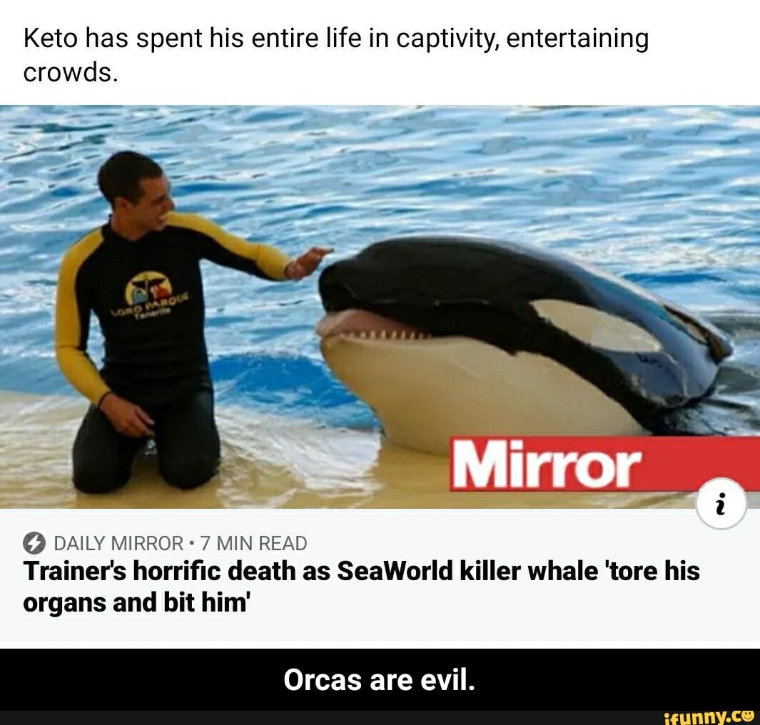 Keto has spent his entire life in captivity, entertaining crowds. O ...