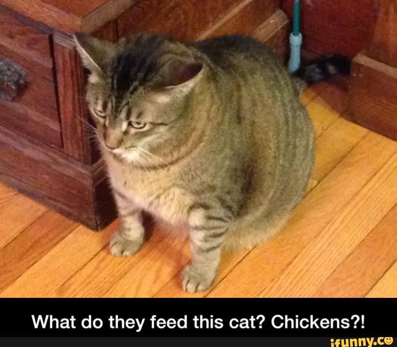 What do they feed this cat? Chickens?! - What do they feed this cat ...
