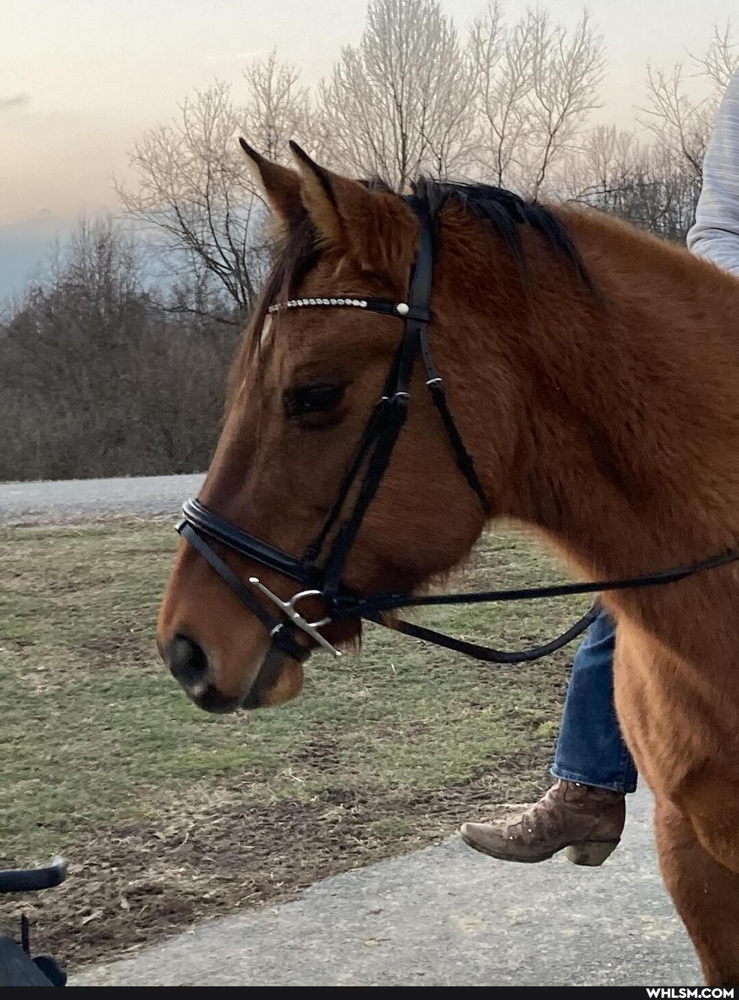 horsing_around, horses, horse, mare_necessities