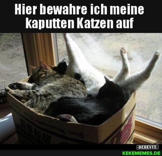 Hier bewahre ich meine kaputten Katzen auf