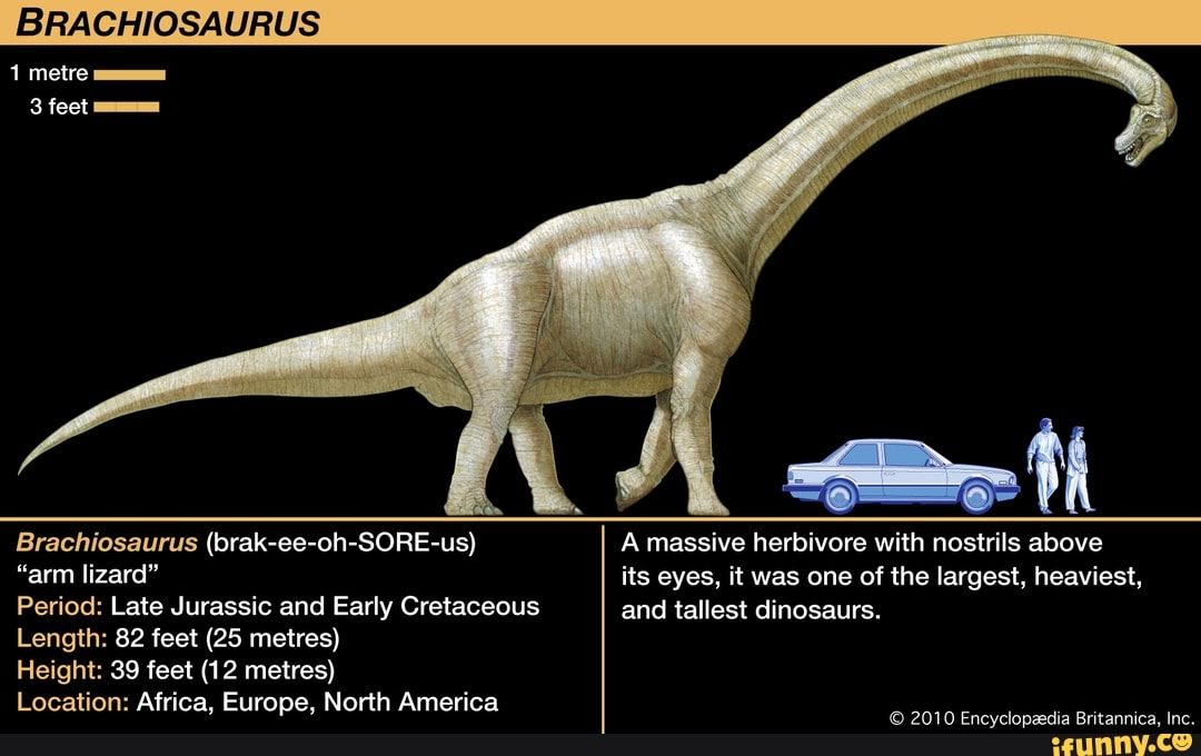 Brachiosaurus 25.5cm