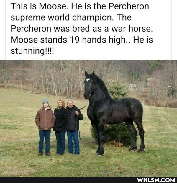 This is Moose. He is the Percheron supreme world champion. The
Percheron was bred as a war horse.
Moose stands 19 hands high.. He is stunning!!!
