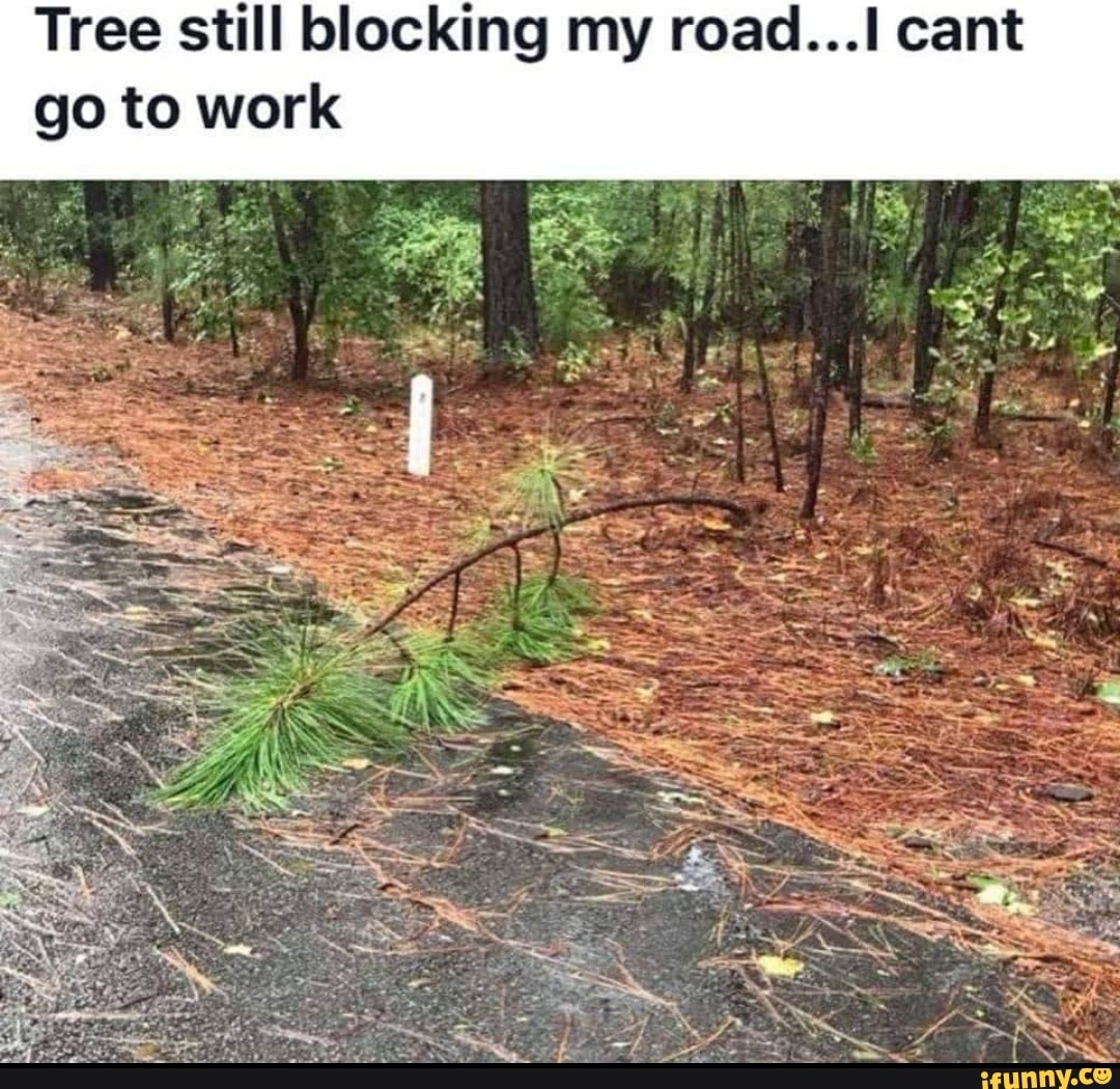 Tree Still Blocking My Roadl Cant Go To Work Ifunny Brazil 