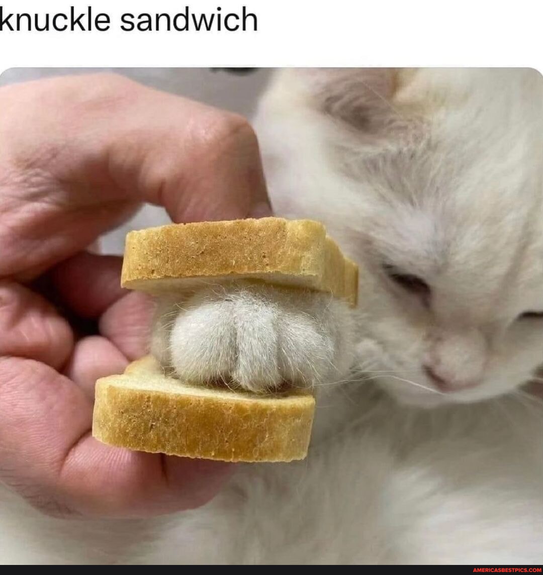 Catmemes catmemesdaily cat kitten instacat catmemesarethebest memecat ...