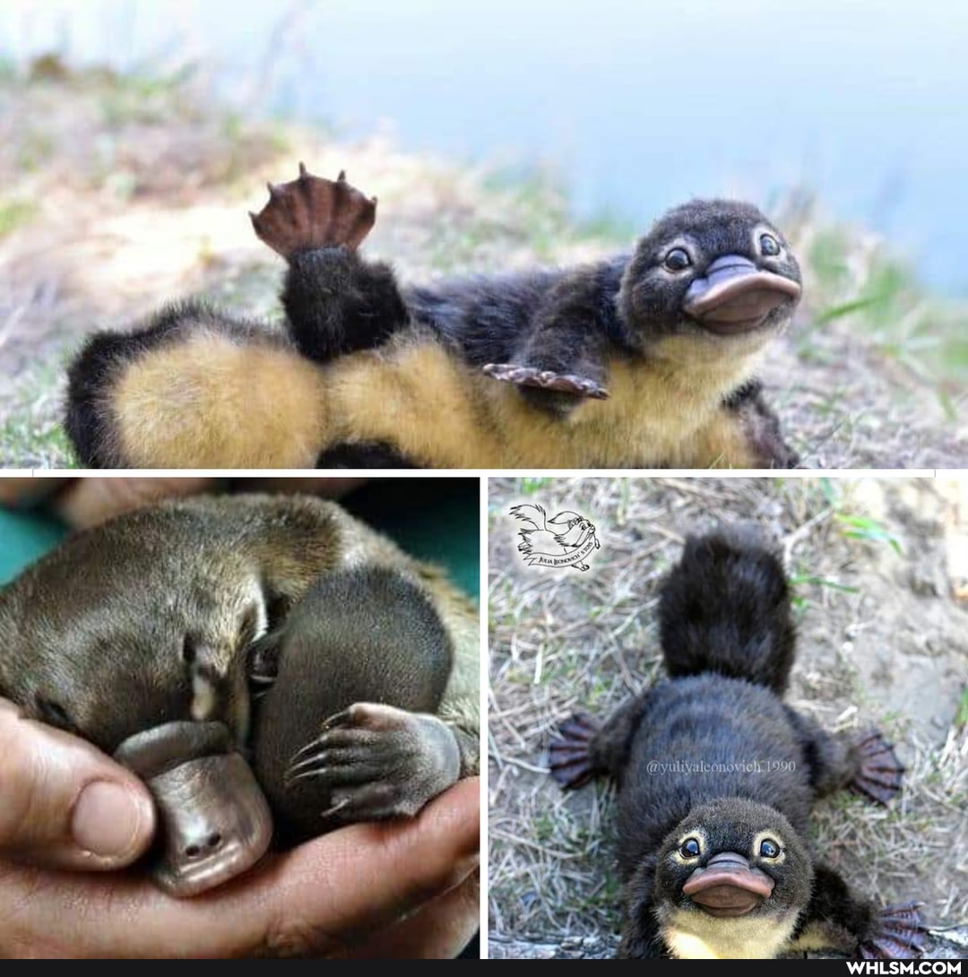 the_more_you_know, platypus