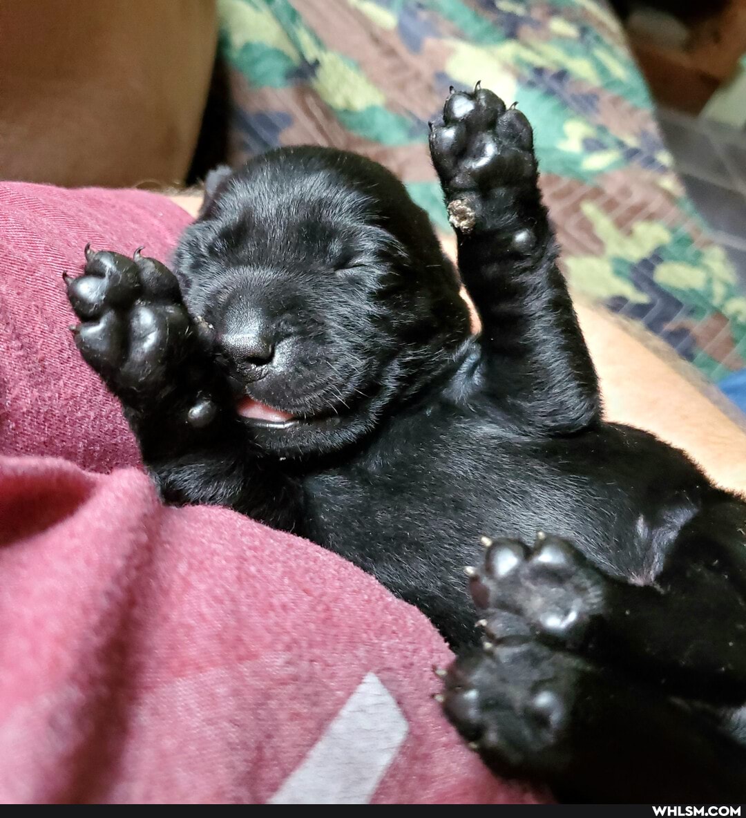 dog, puppies, baby_animals