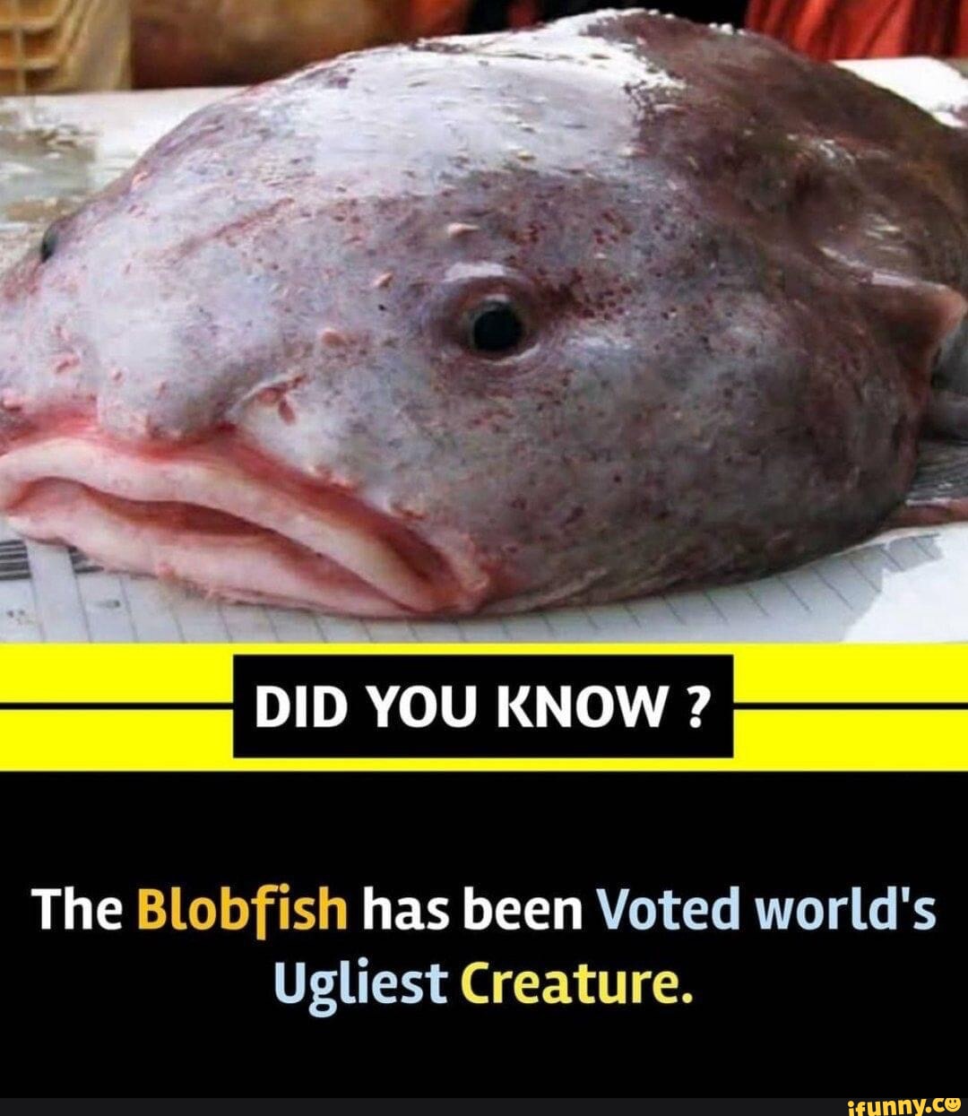 Memes - Quarantine blob fish #confused #perspective