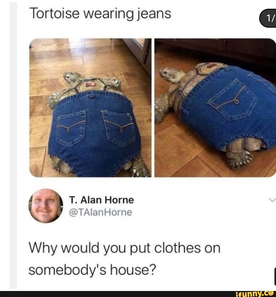 Tortoise wearing jeans ( T. Alan Horne TAlanHorne Why would you put ...