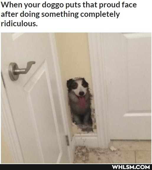 When your doggo puts that proud face after doing something completely ridiculous.