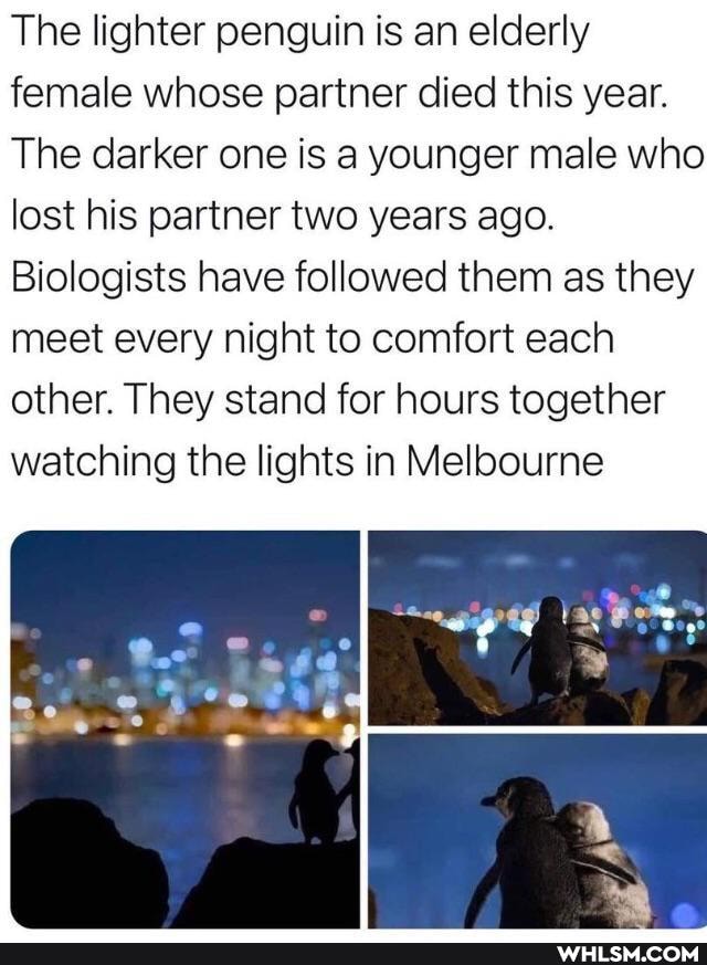The lighter penguin is an elderly female whose partner died this year.
The darker one is a younger male who lost his partner two years ago.
Biologists have followed them as they meet every night to comfort each other. They stand for hours together watching the lights in Melbourne