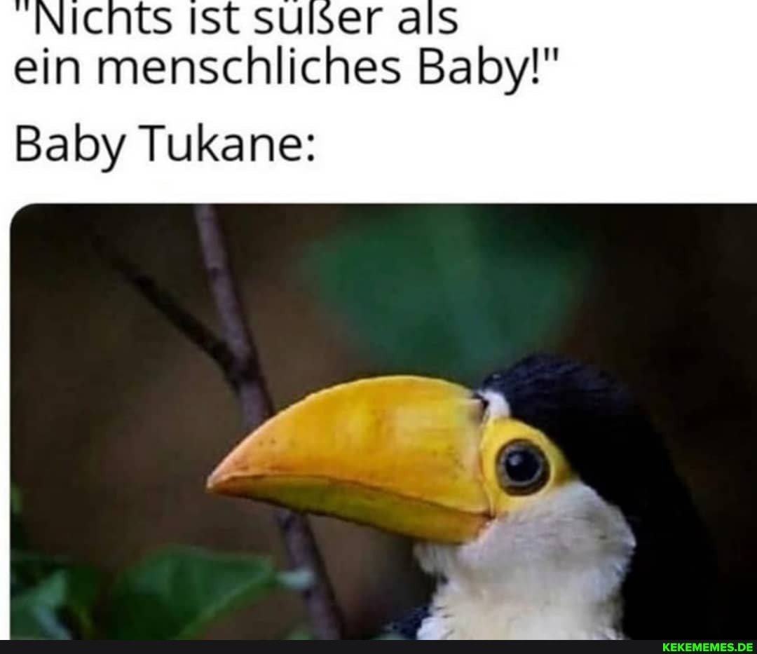 Nichts Ist sulser als ein menschliches Baby!"
Baby Tukane:
