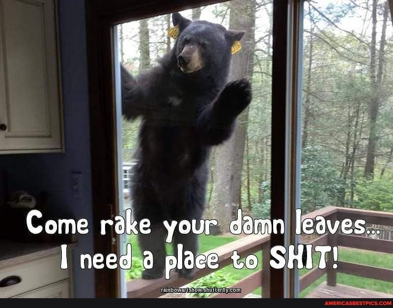 Come rake your damn leaves...
I need SHIT!