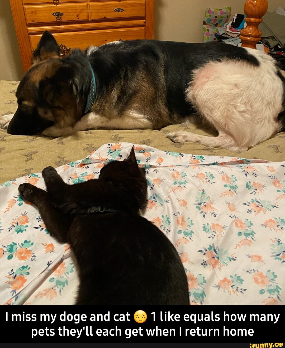 LEE
miss my doge and cat like equals how many pets they'll each get when return home - I miss my doge and cat π 1 like equals how many pets they'll each get when I return home