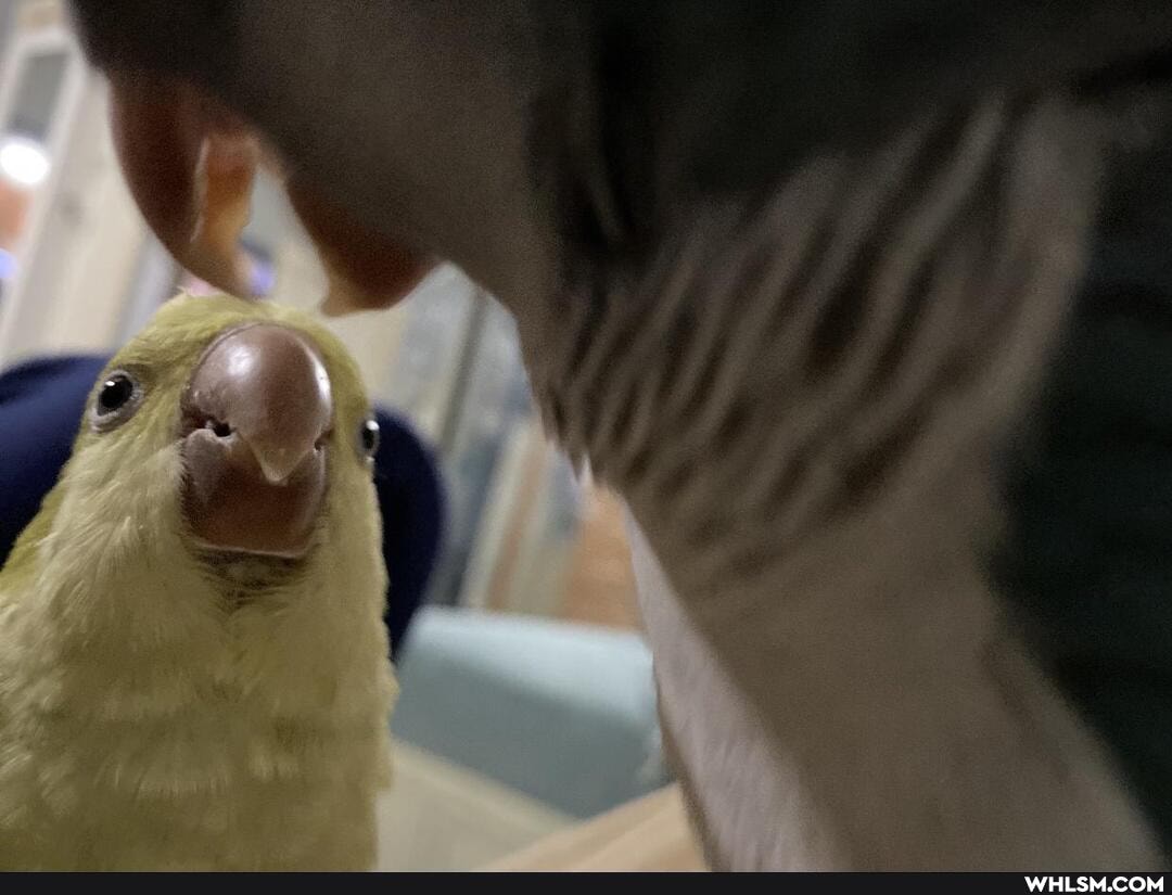 quaker_parrot, birds, pets, funny