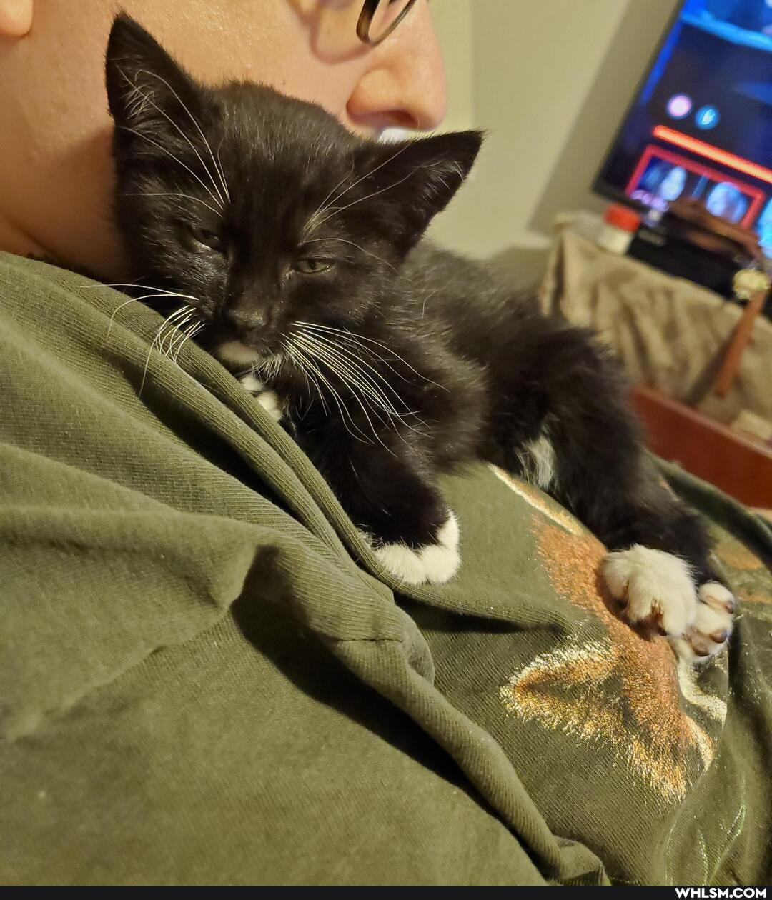 kittens, baby_animals, chihuahua, tuxedo_kitty