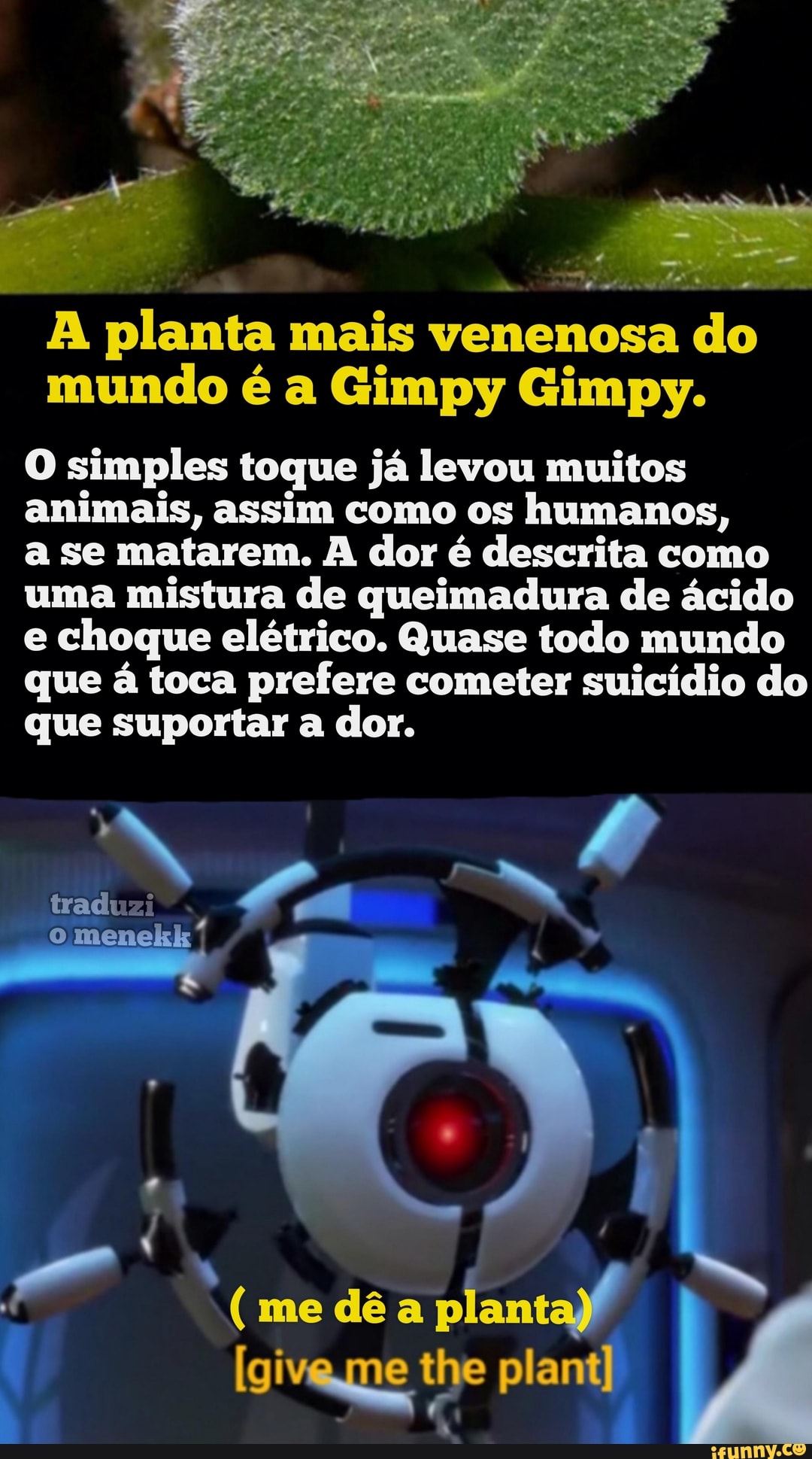 A planta mais venenosa do mundo é a Gimpy Gimpy.
O simples toque já levou muitos animais, assim como os humanos,
a se matarem. A dor é descrita como uma mistura de queimadura de ácido e choque elétrico. Quase todo mundo que á toca prefere cometer suicídio do que suportar a dor.
( me dê a planta)/ the
