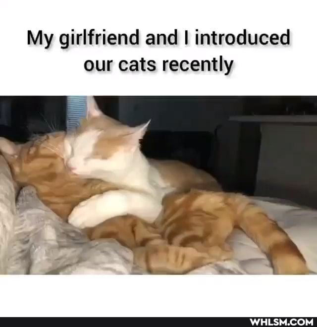 My girlfriend and I introduced our cats recently