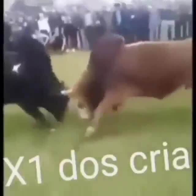 Quem você seria do X1 dos CRIAS!?