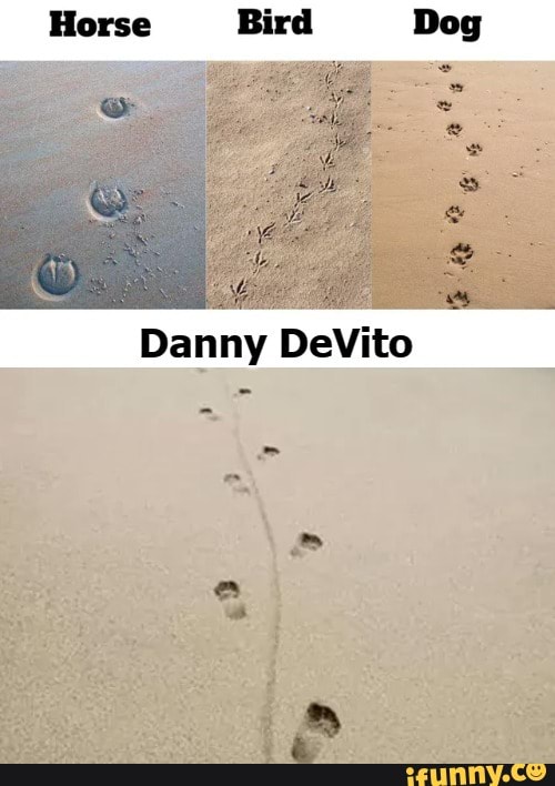 Horse Bird Dog Danny DeVito iFunny
