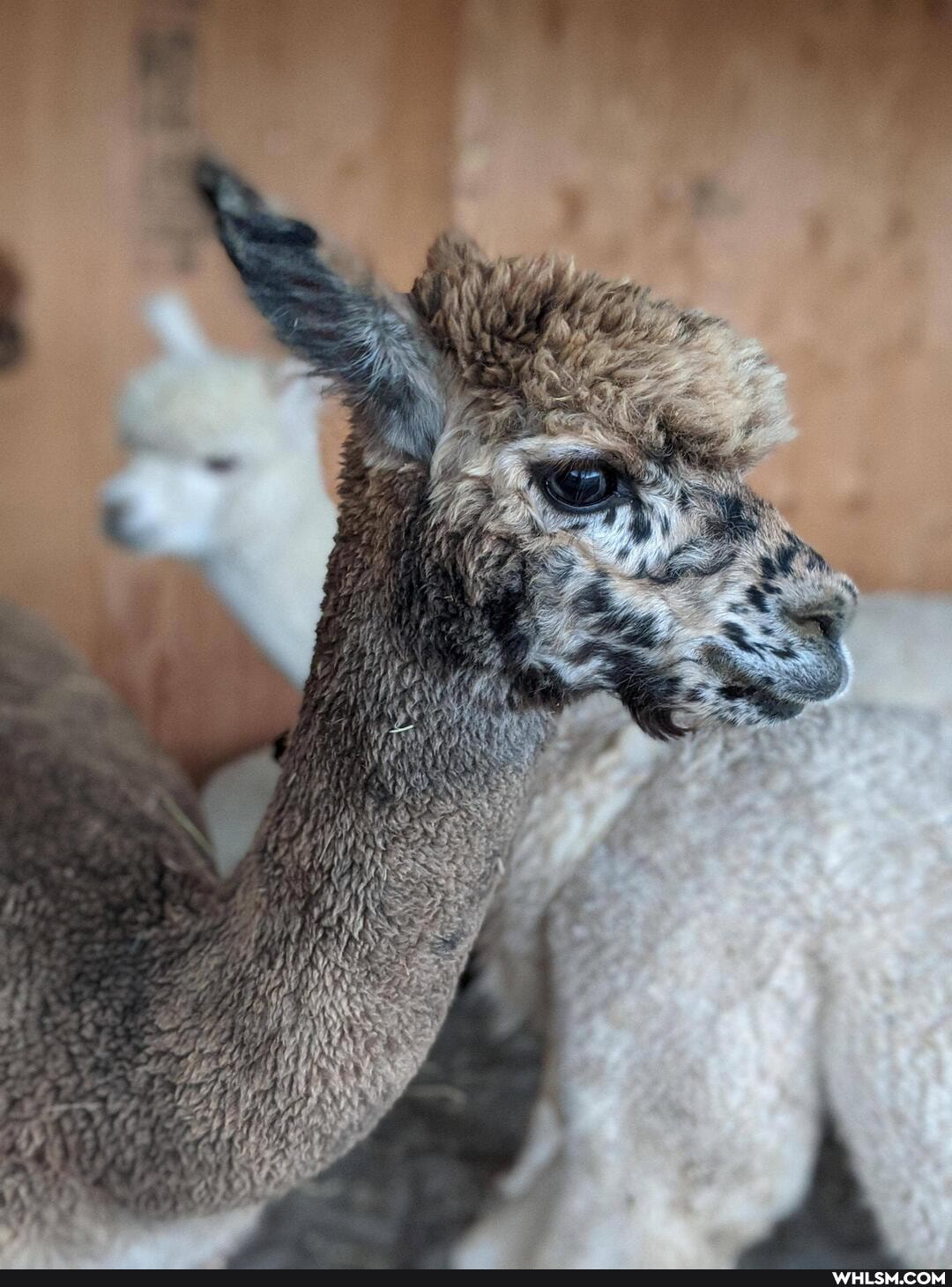 aww, adorable, alpaca