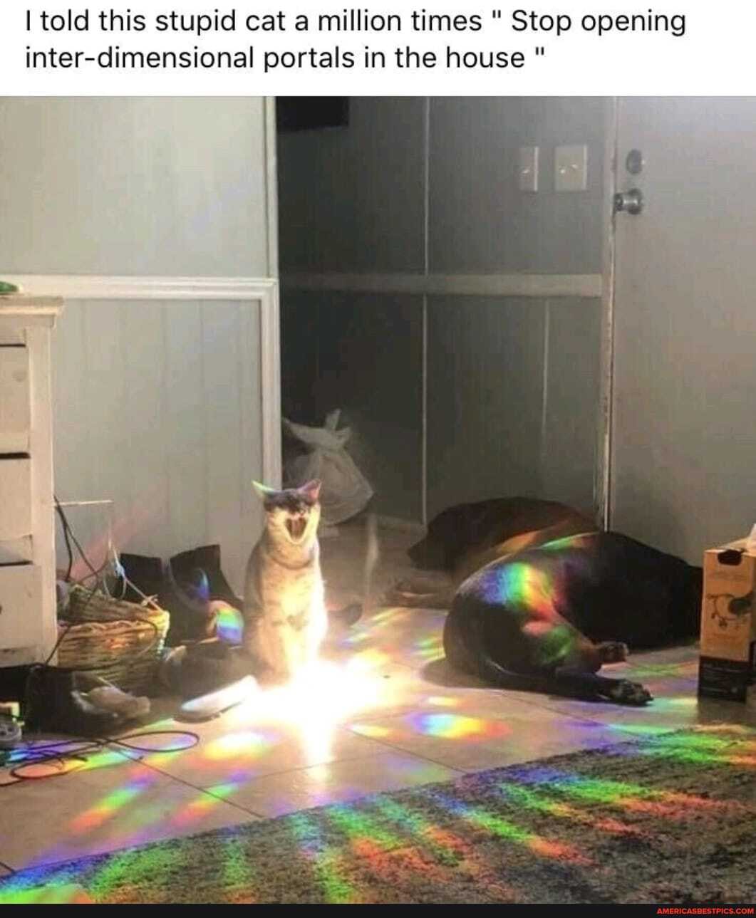 told this stupid cat a million times " Stop opening inter-dimensional portals in the house "