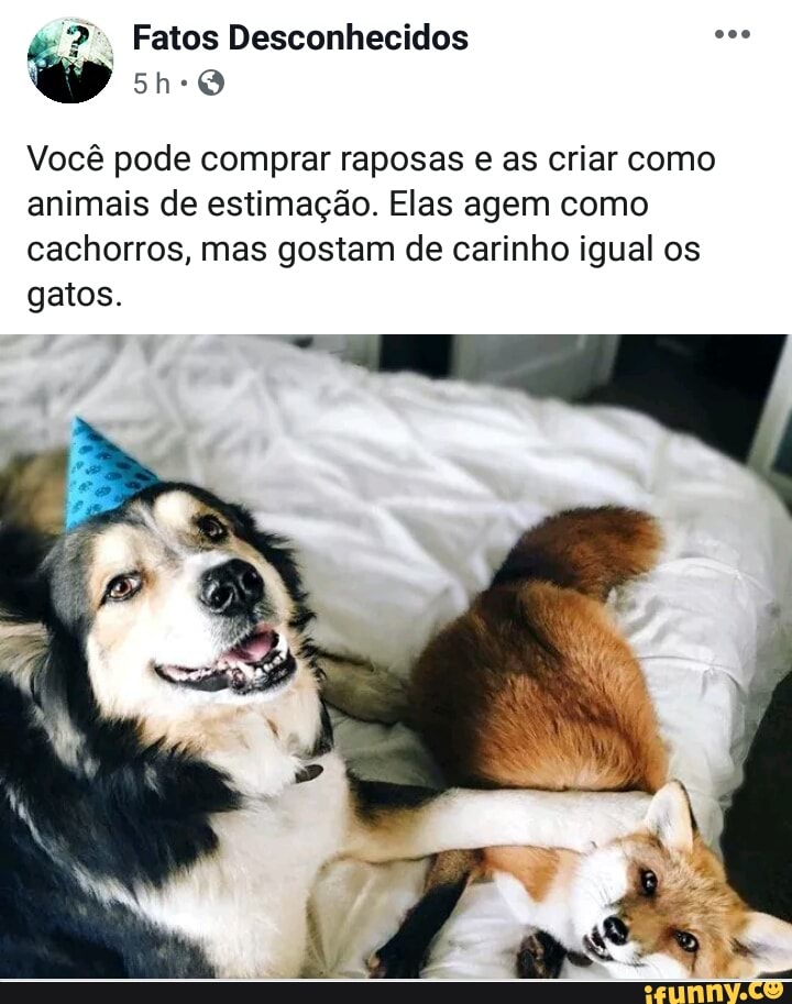 2", Fatos Desconhecidos ess
Você pode comprar raposas e as criar como
animais de estimação. Elas agem como
cachorros, mas gostam de carinho igual os
gatos.