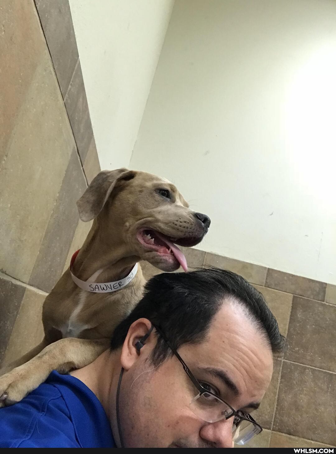 babysitting, catahoula, helps, wide, shoulders