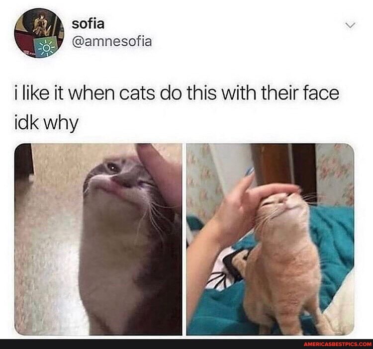 sofla
i like it when cats do this with their face idk why