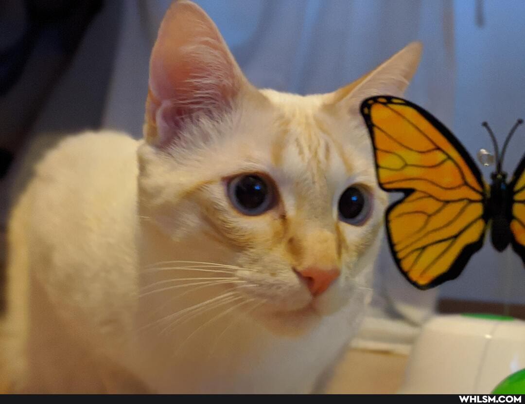 loves, butterfly