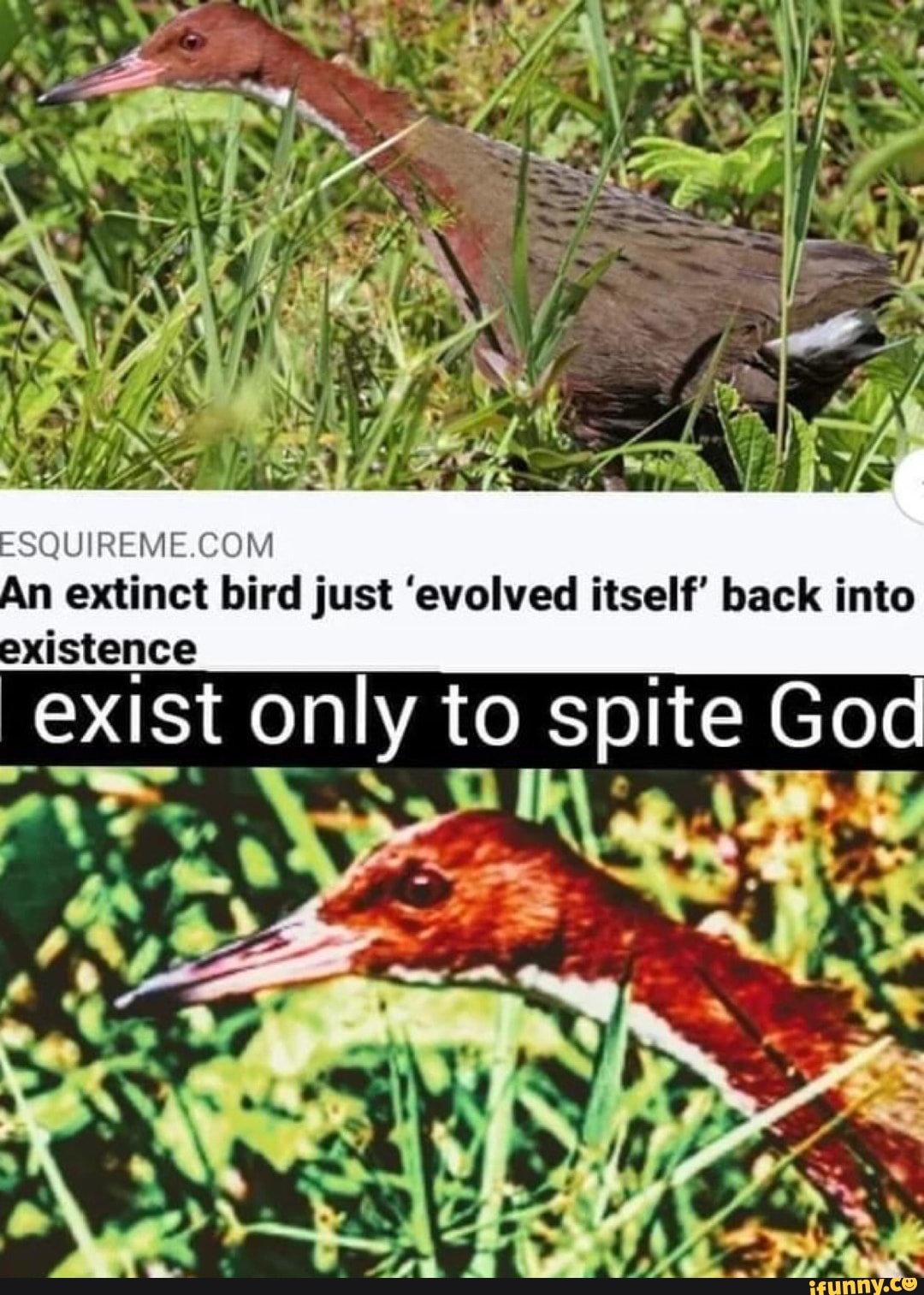 An extinct bird just 'evolved itself' back into existence
exist only to spite God
SN
' e