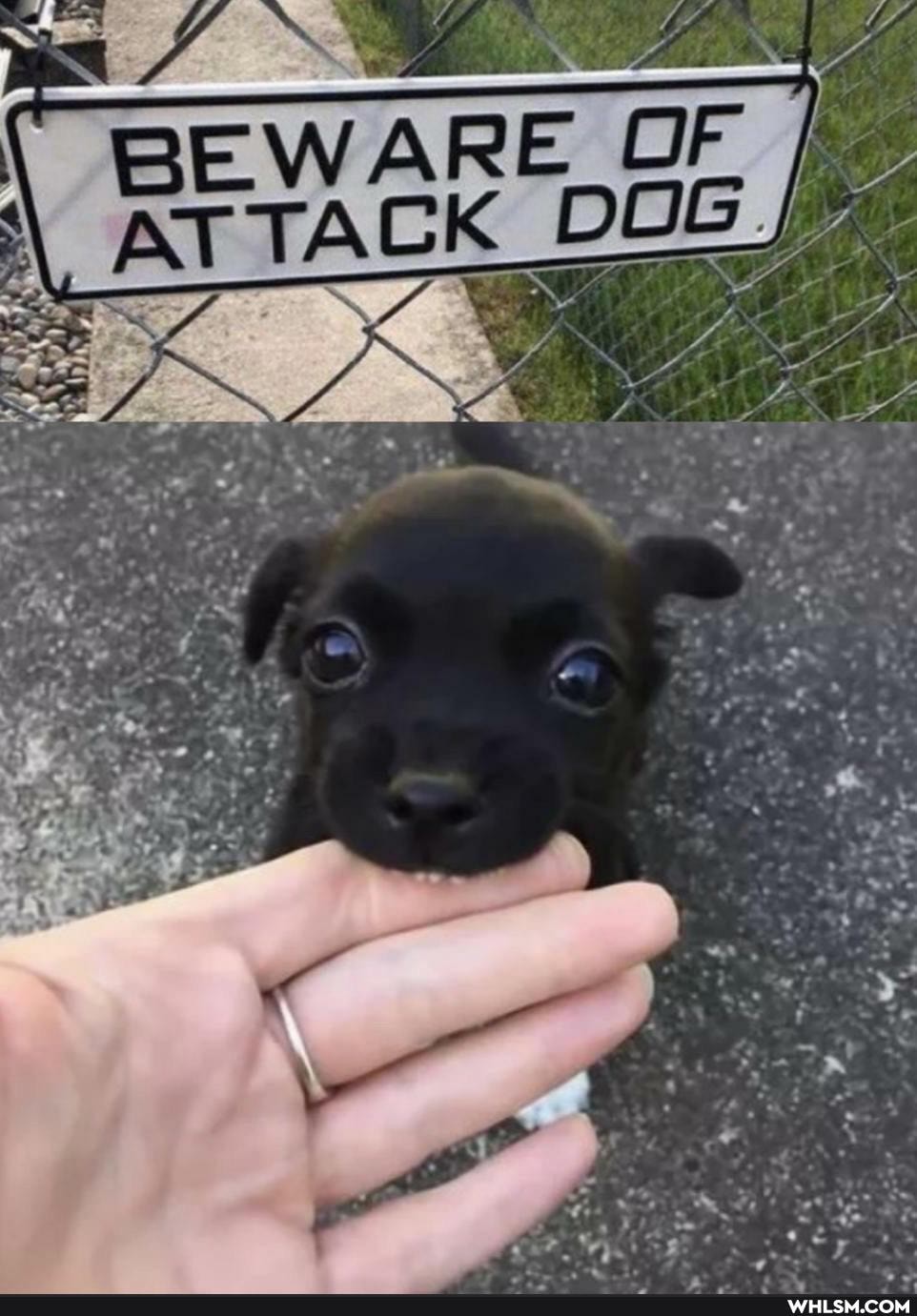 BEWARE OF ATTACK DOG