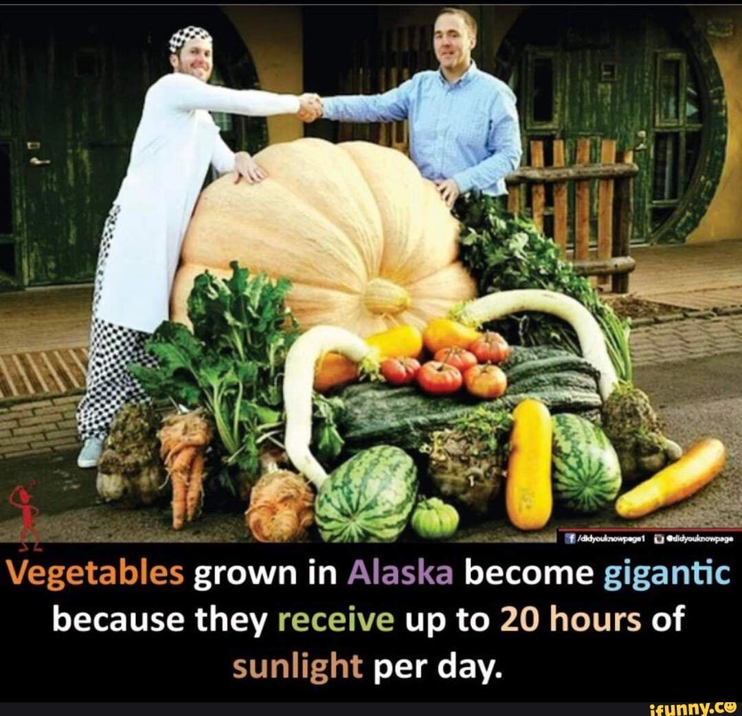 Why Vegetables Get Freakish In The Land Of The Midnight Sun : The