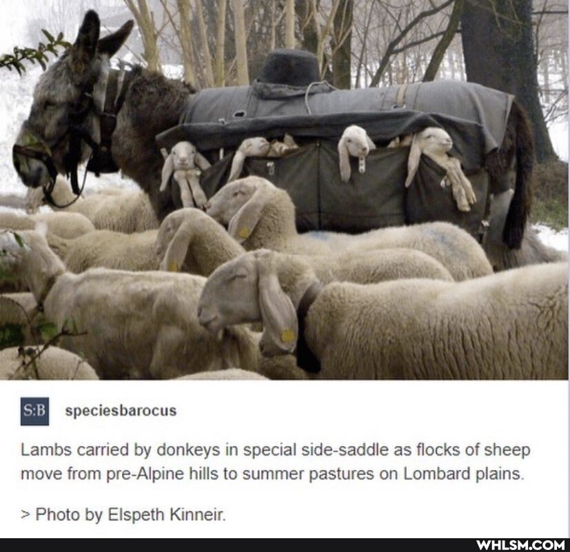 Lambs carried by donkeys in special side saddle as flocks of sheep move from Alpine hills to summer pastures on Lombard plains
&:BI speciesbarocus
> Photo by Elspeth Kinneir.