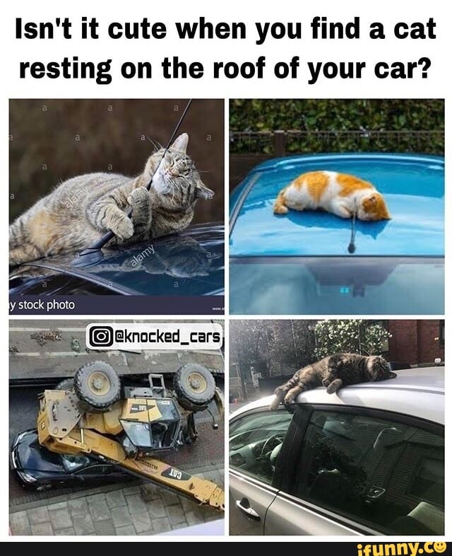 Isn‘t it cute when you find a cat resting on the roof of your car? - iFunny