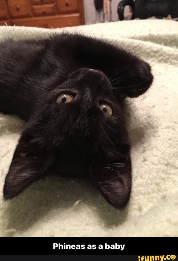 Phineas as a baby - Phineas as a baby