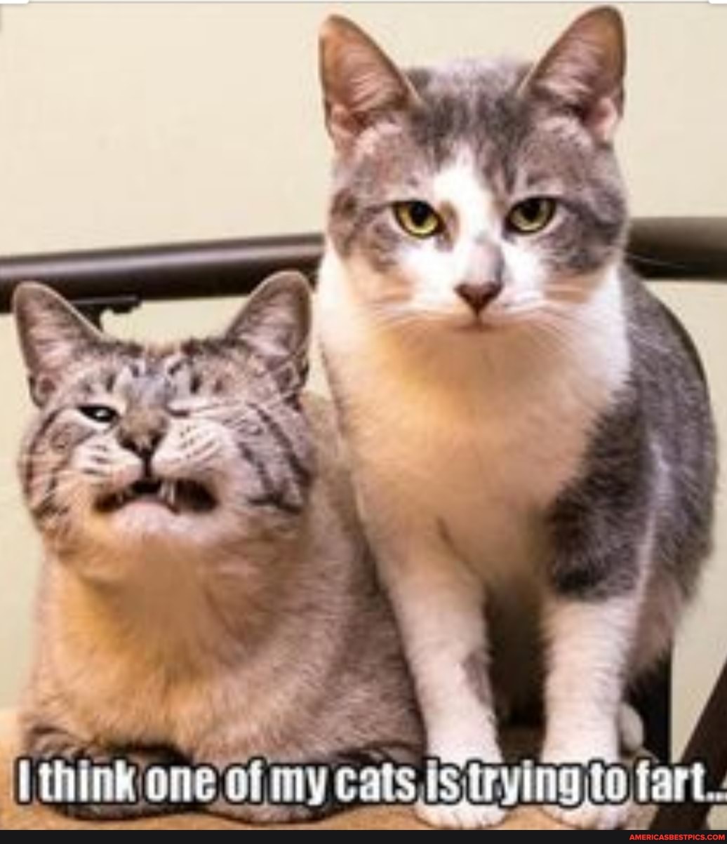 think one (my cals is; istrying to fart