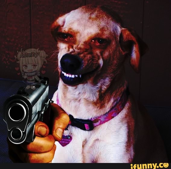 shitpost, animais, cachorro, jorel
