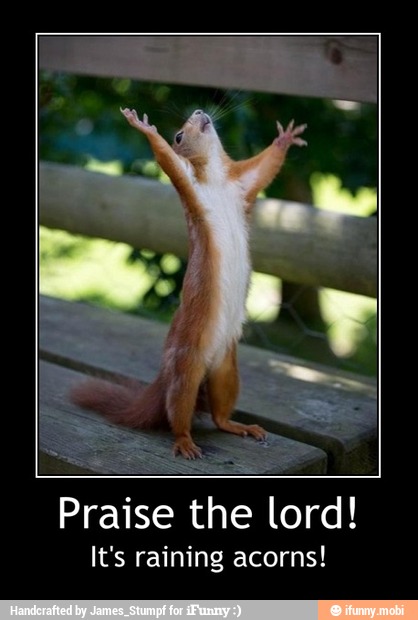 Praise the lord!
It's raining acorns! - Praise the lord!
It's raining acorns!