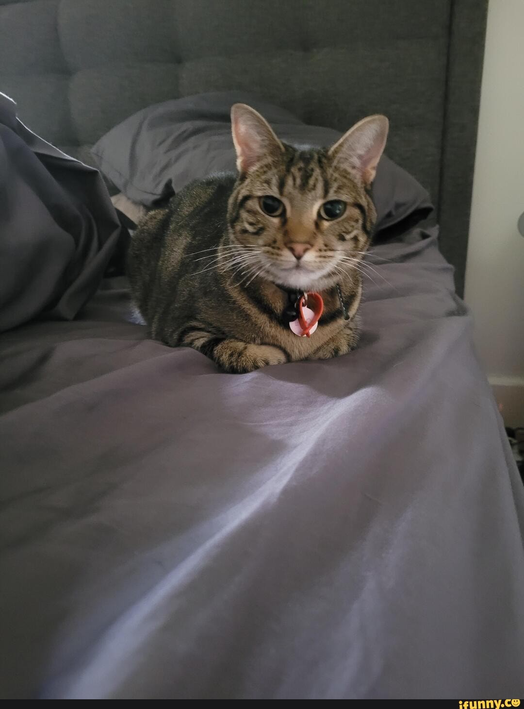 Robot_vacuum memes. Best Collection of funny Robot_vacuum pictures on