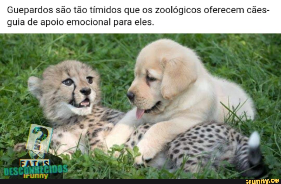 Guepardos são tão tímidos que os zoológicos oferecem cães- guia de apoio emocional para eles.