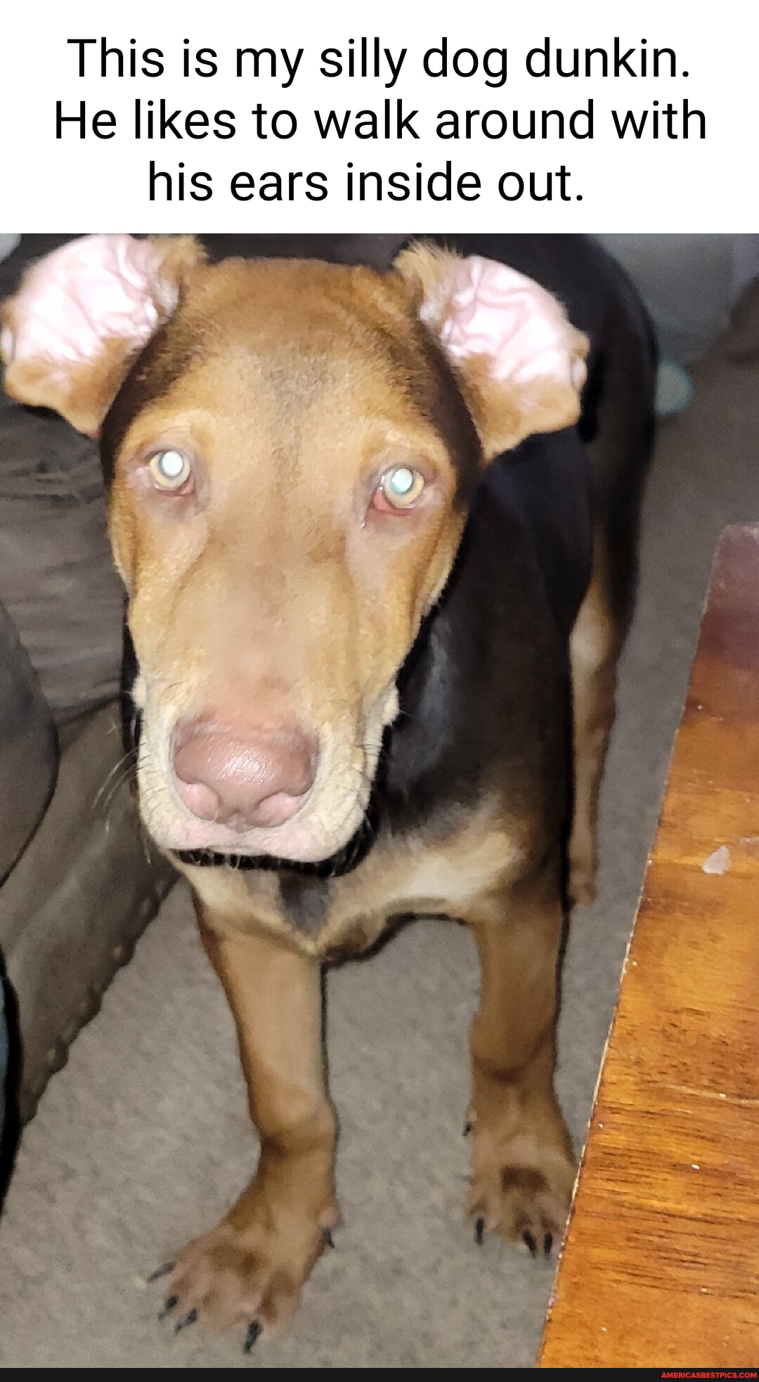 This is my silly dog dunkin. He likes to walk around with his ears