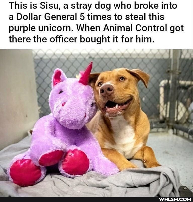This is Sisu, a stray dog who broke into a Dollar General 5 times to steal this purple unicorn. When Animal Control got there the officer bought it for him.