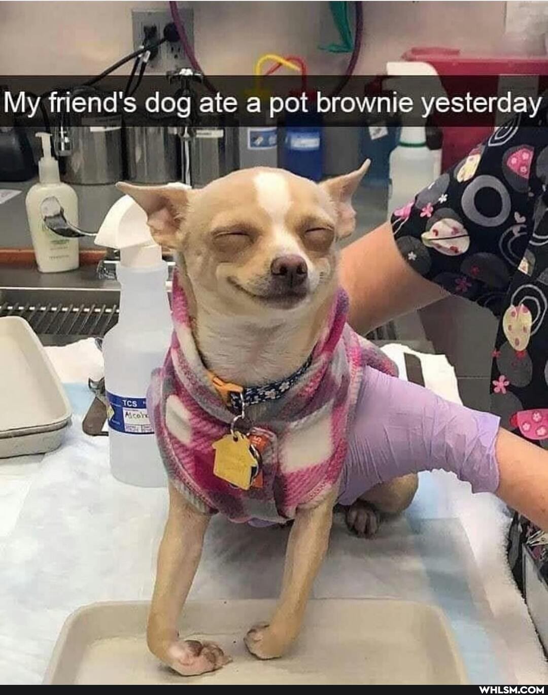 di
My friend's dog ate a pot brownie yesterday
We
al