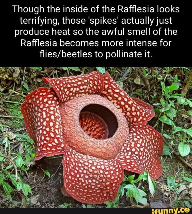 Though the inside of the Rafflesia looks terrifying, those 'spikes ...