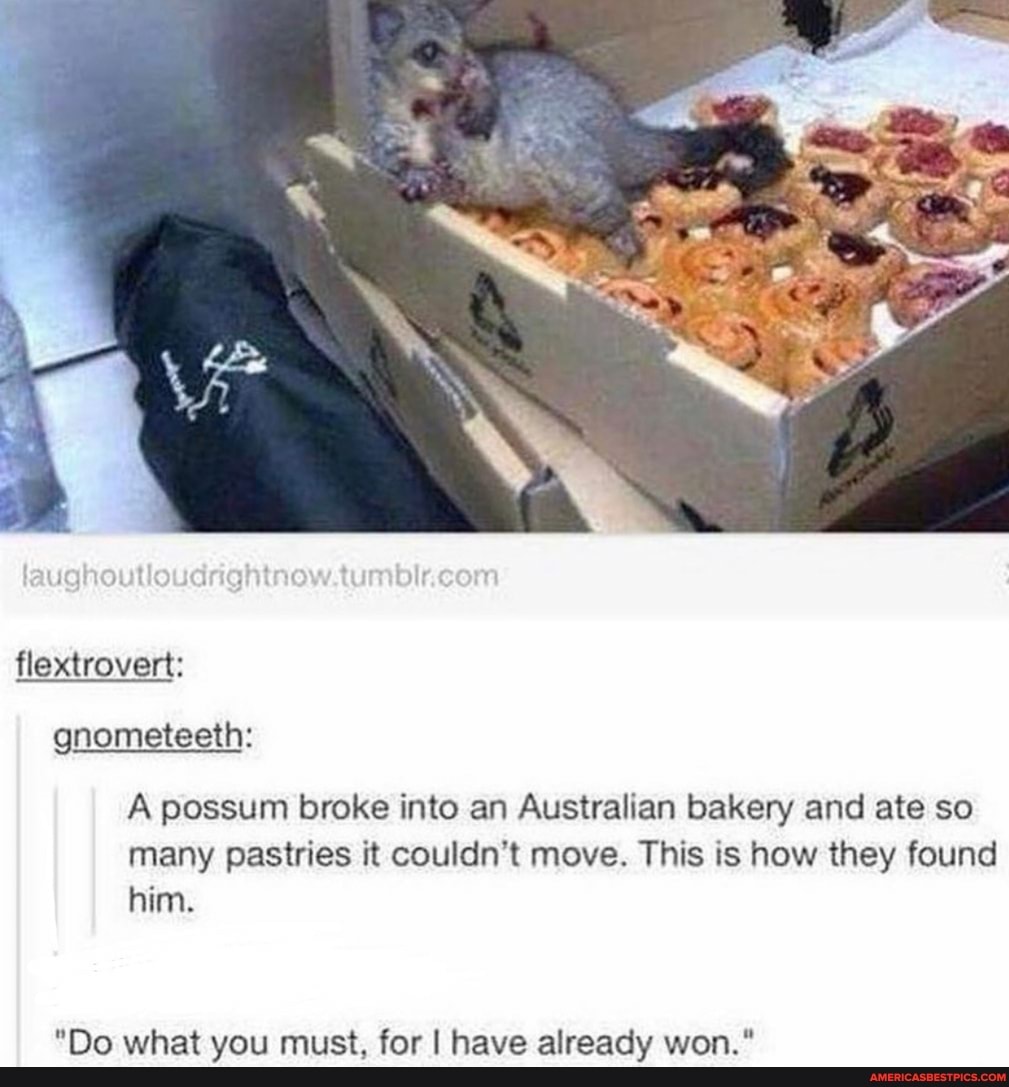 De
flextrovert:
gnometeeth:
A possum broke into an Australian bakery and ate so many pastries it couldn't move. This is how they found him.
"Do what you must, for I have already won."