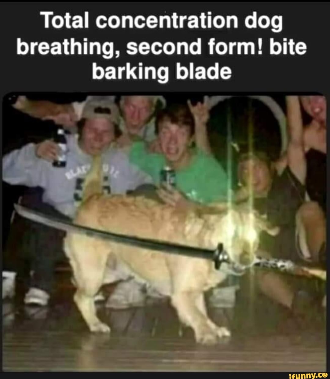 Barking memes. Best Collection of funny Barking pictures on iFunny