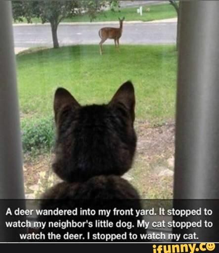 A deer wandered into my front yard. It stopped to
watchimy neighbor's little dog.
My
cat Stopped to
watch the deer. I stopped to watehimy cat.